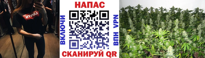 darknet наркотические препараты Вяземский Марихуана сатива